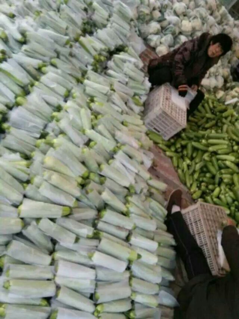 绿宝西葫芦0.6斤以上