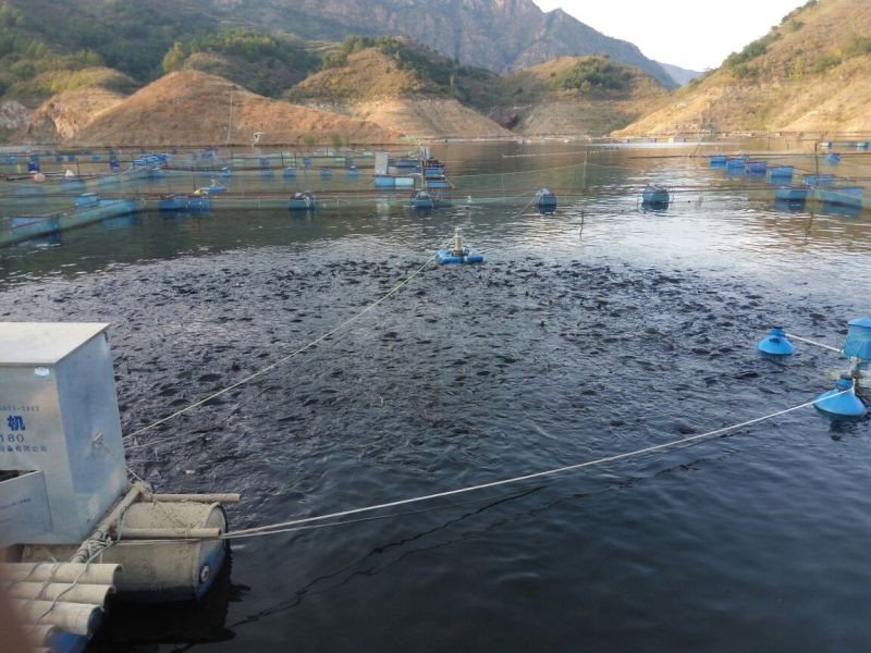 河鲤鱼食用2~3公斤