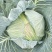 甘蓝扁包菜湖北嘉鱼县扁包菜量大从优基地供应