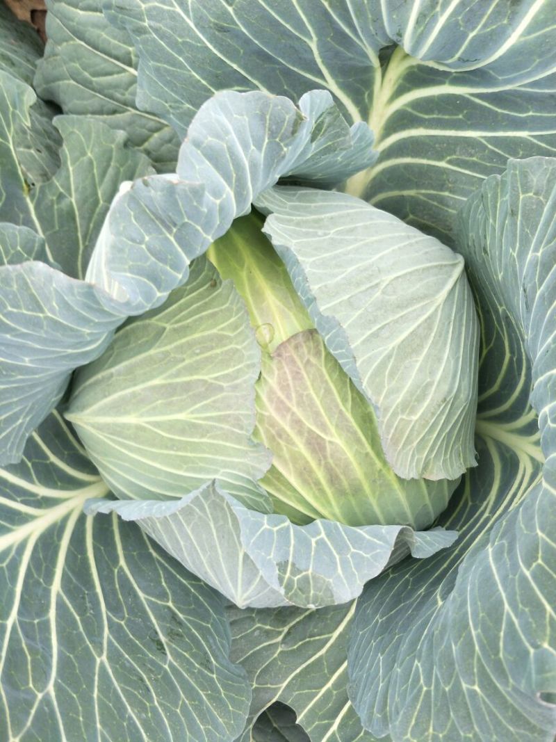 甘蓝扁包菜湖北嘉鱼县扁包菜量大从优基地供应
