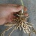 黄花菜种苗50cm以上花期长可达4个月