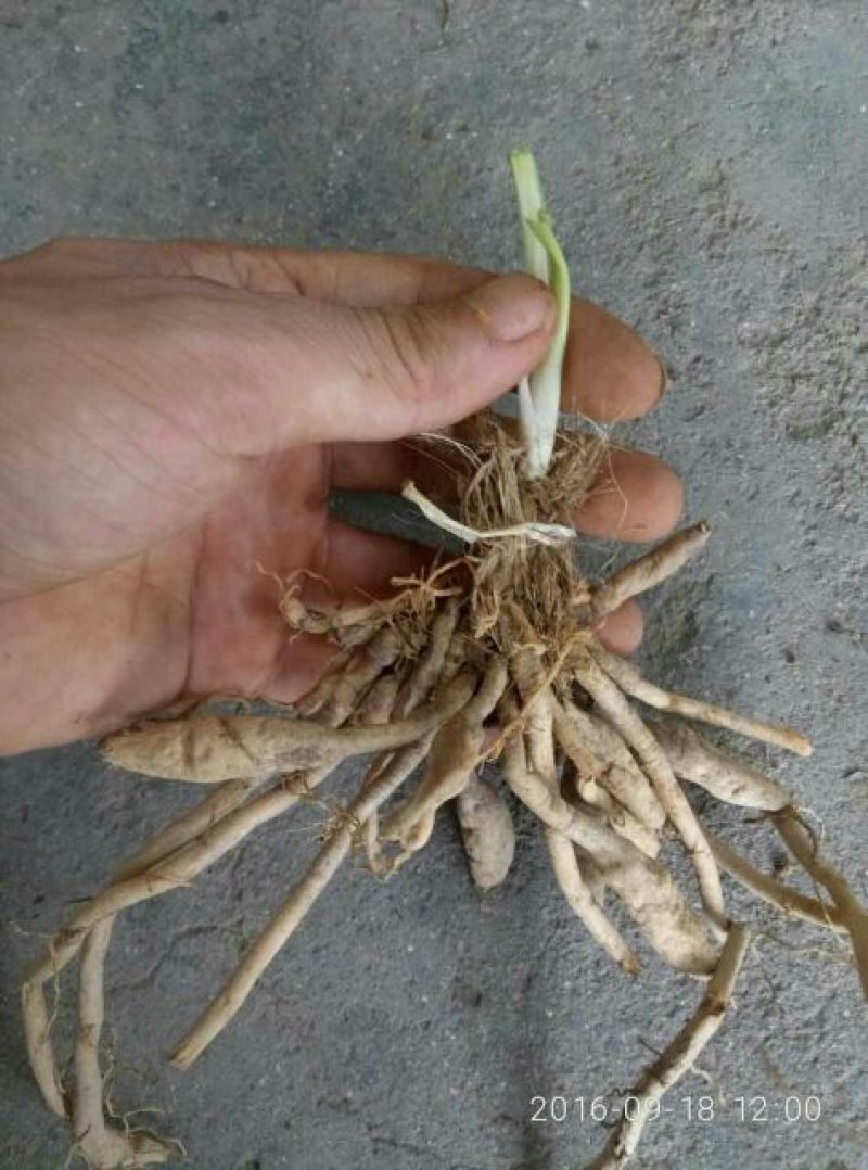黄花菜种苗50cm以上花期长可达4个月