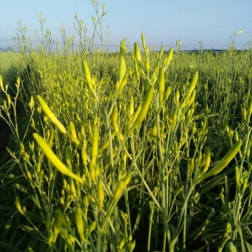 高垄花黄花菜散装
