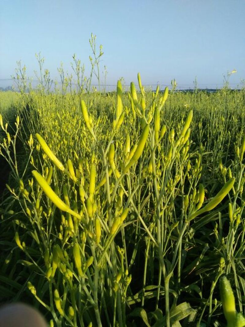 高垄花黄花菜散装