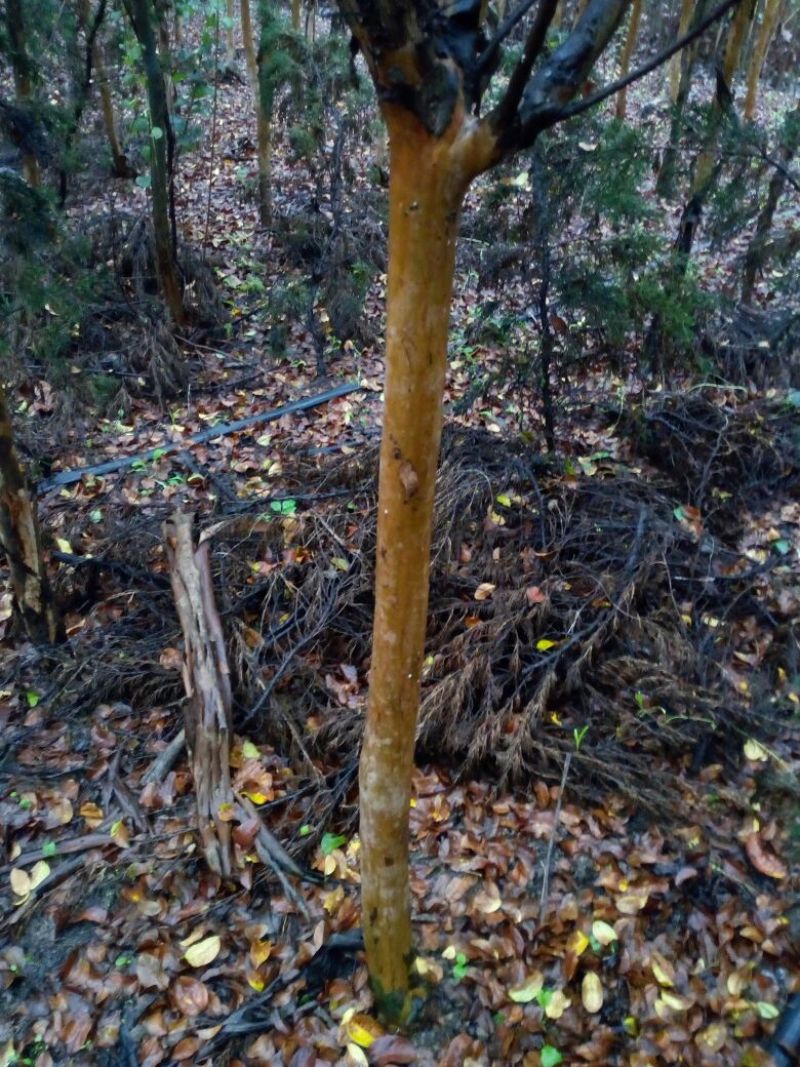速生紫薇6~8cm2.5~3米1~2米