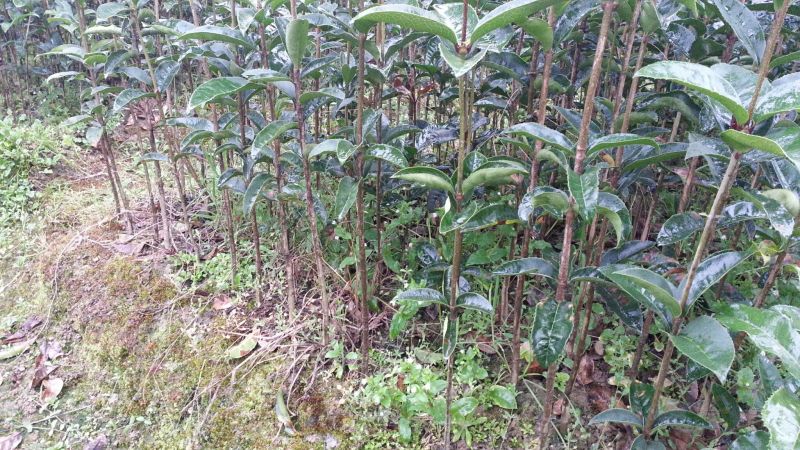 【推荐】桂花苗桂花大小苗产地直销成活率高量大从优