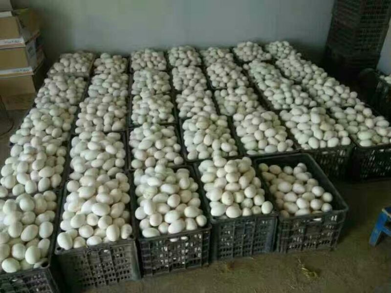 新鲜受精种蛋，泰州三花杂交大三花皖西杂交皖浦
