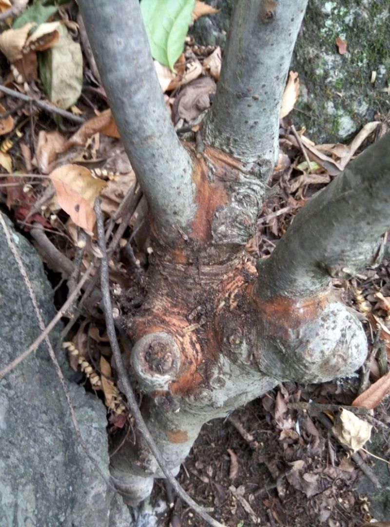 小叶榆树18~20cm4~6cm0.5~1m