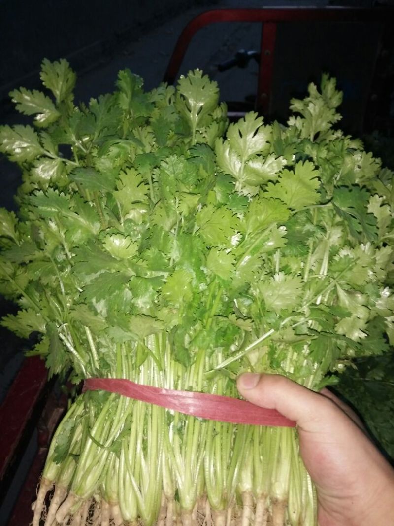 大叶香菜10~15厘米以上