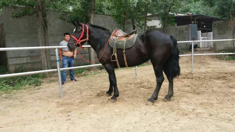 肉马
