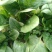 越冬菠菜15~20厘米