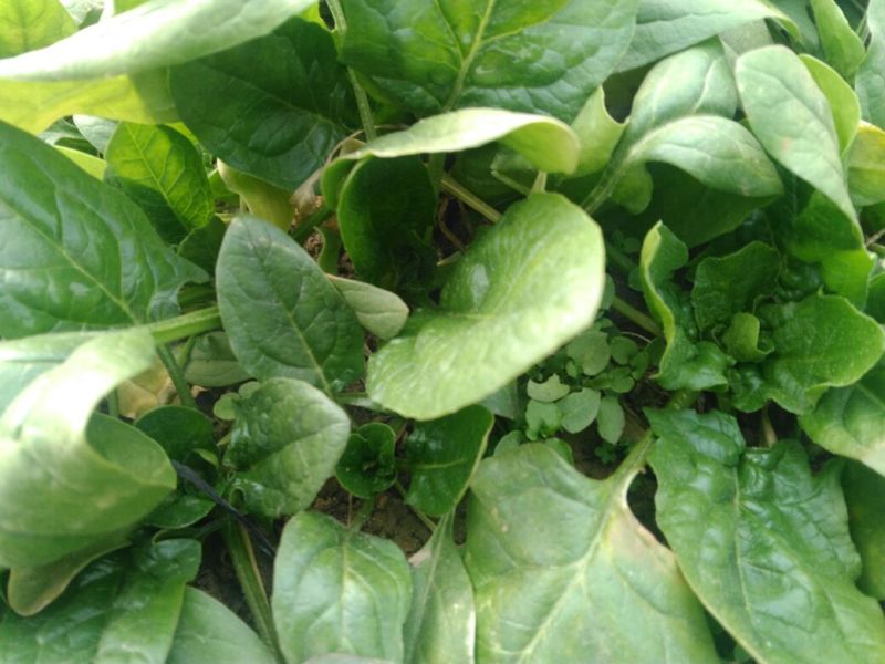 越冬菠菜15~20厘米