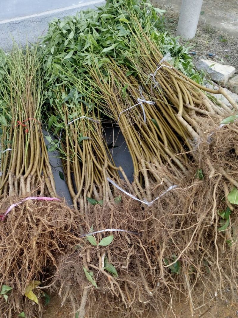 中华寿桃桃树苗80cm以上
