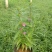 长春花价格长春花供应长春花
