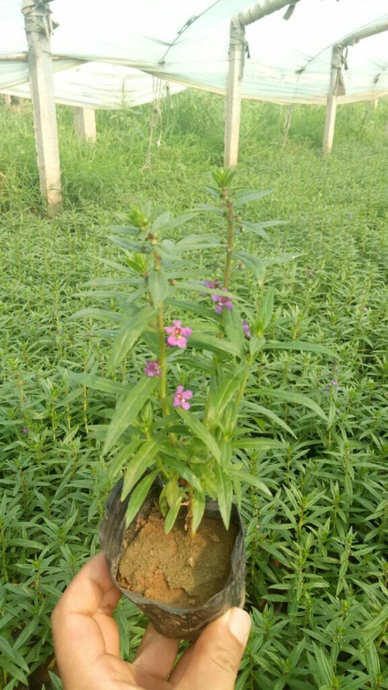 长春花价格长春花供应长春花