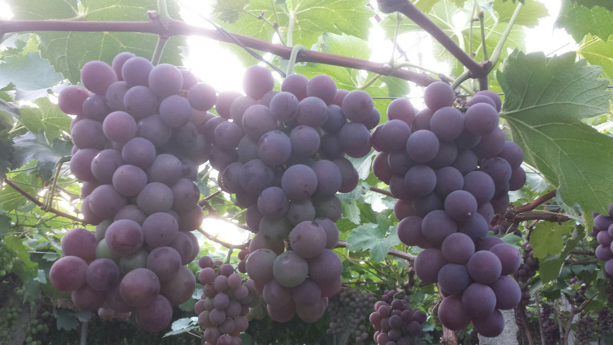 巨峰葡萄 1~2斤 5%以下批发_张崇供应_一亩田