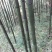 斑竹13~14m
