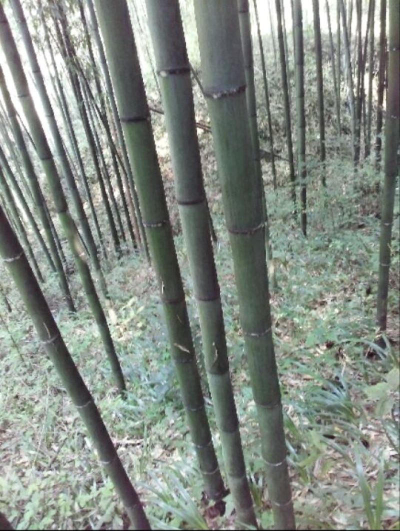 斑竹13~14m