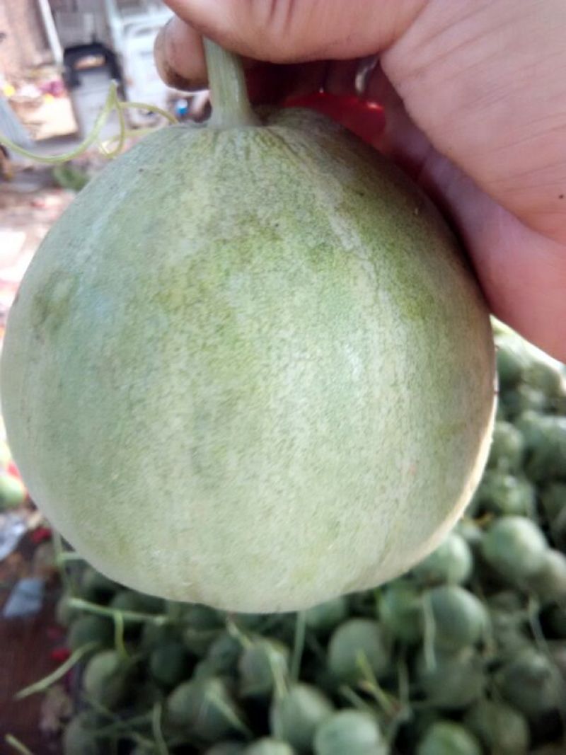 绿宝甜瓜，3用上市精品甜瓜