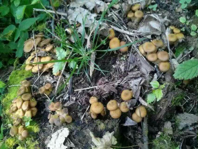 树秋菌一级