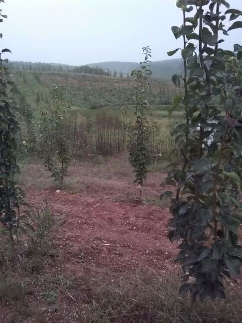黄金梨200~250g纸加膜