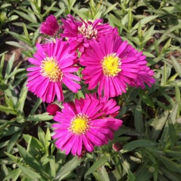 荷兰菊