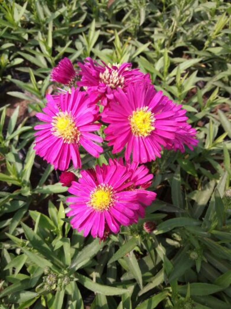 荷兰菊