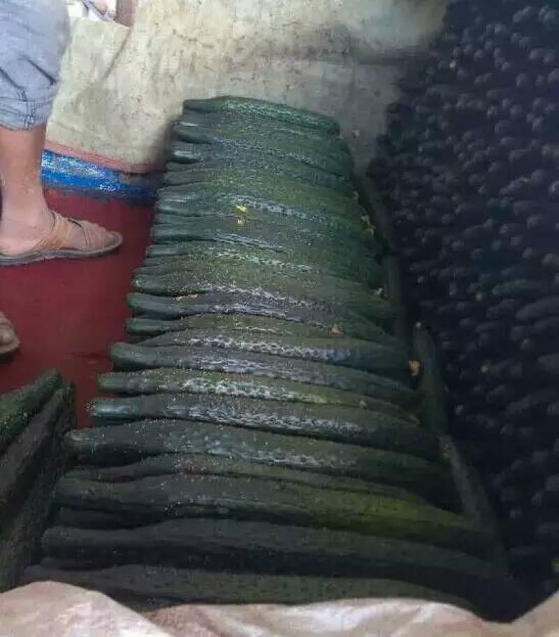 精品电商货，货量充足，代发全国各地，30公分以上