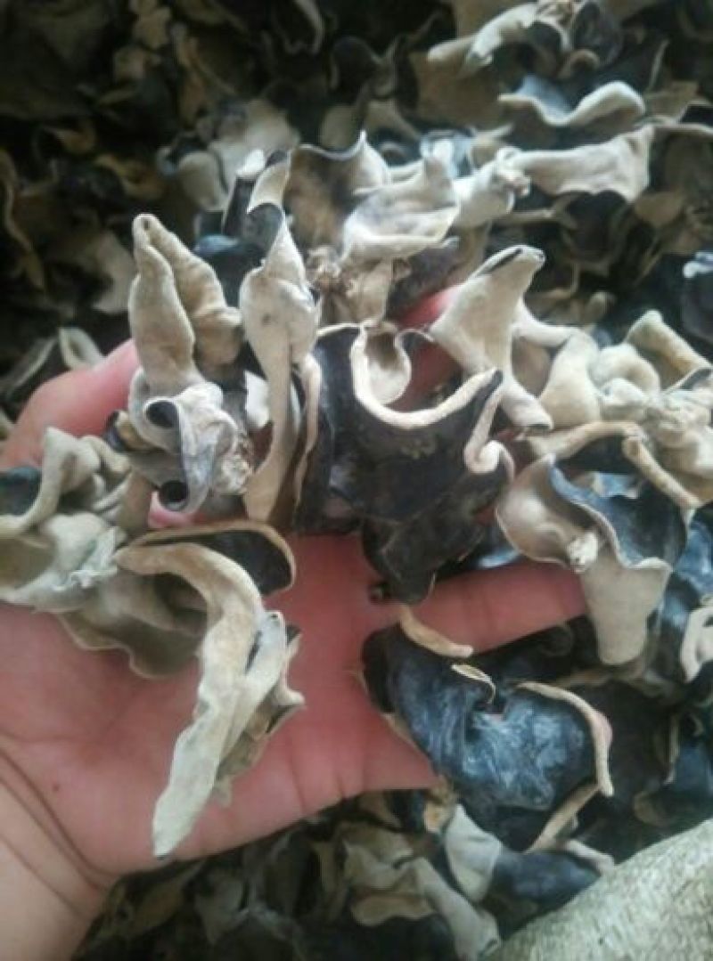干木耳一级