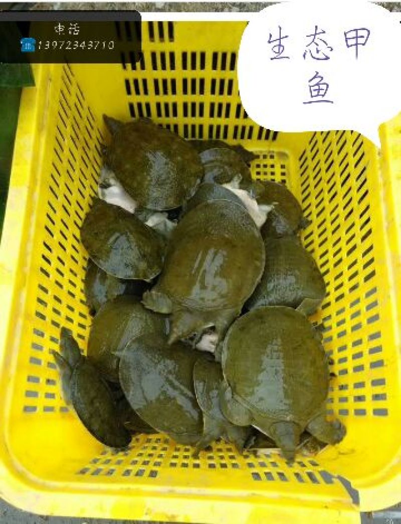 生态甲鱼1.5~2斤