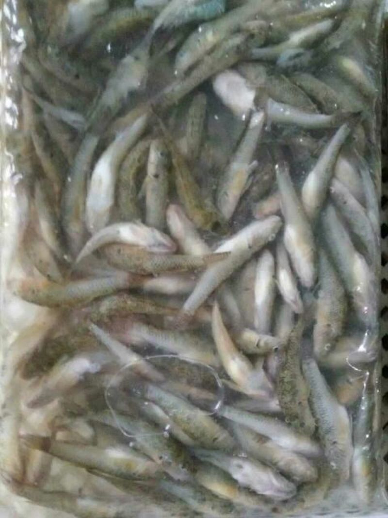 野鲤食用1~2公斤