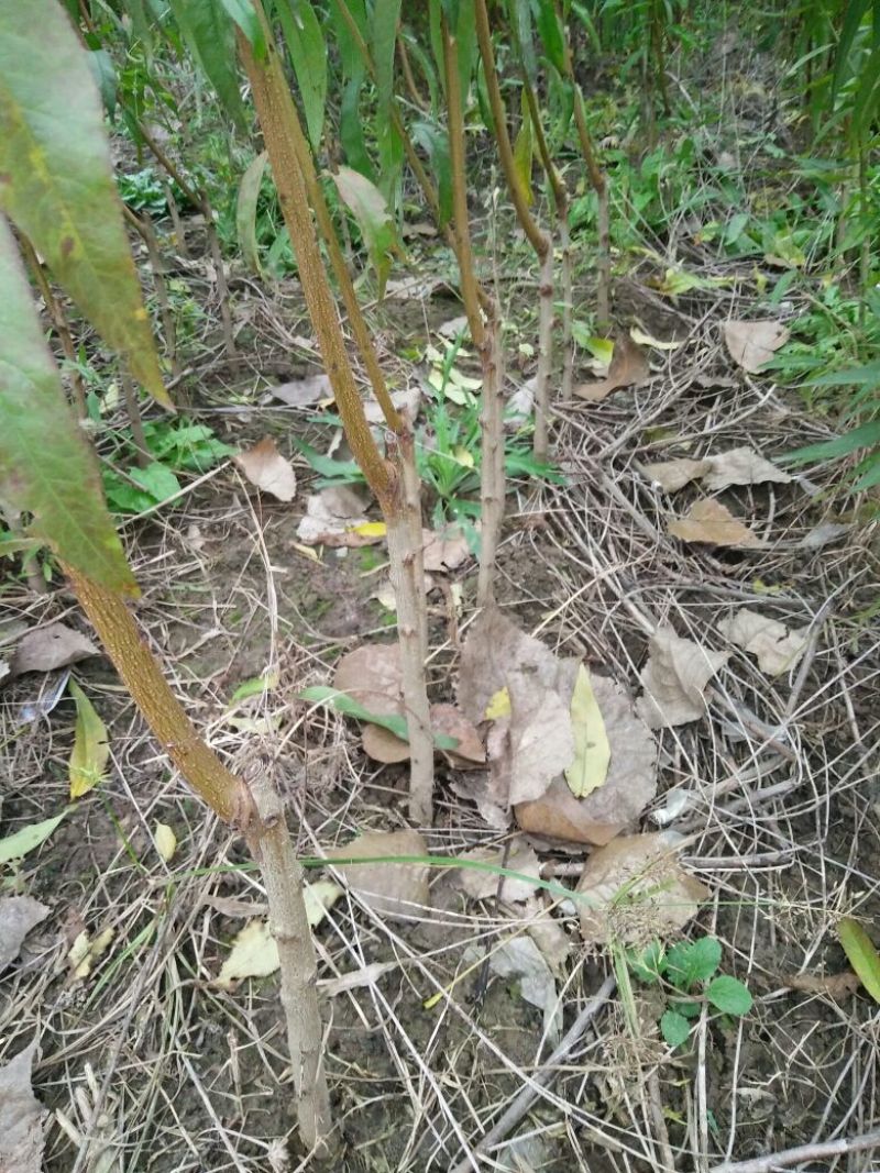 桃树苗70~80cm苗木品种齐全量大价优欢迎咨询