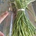 金乡红毛蒜薹50~60厘米一亩田推荐优质供应商