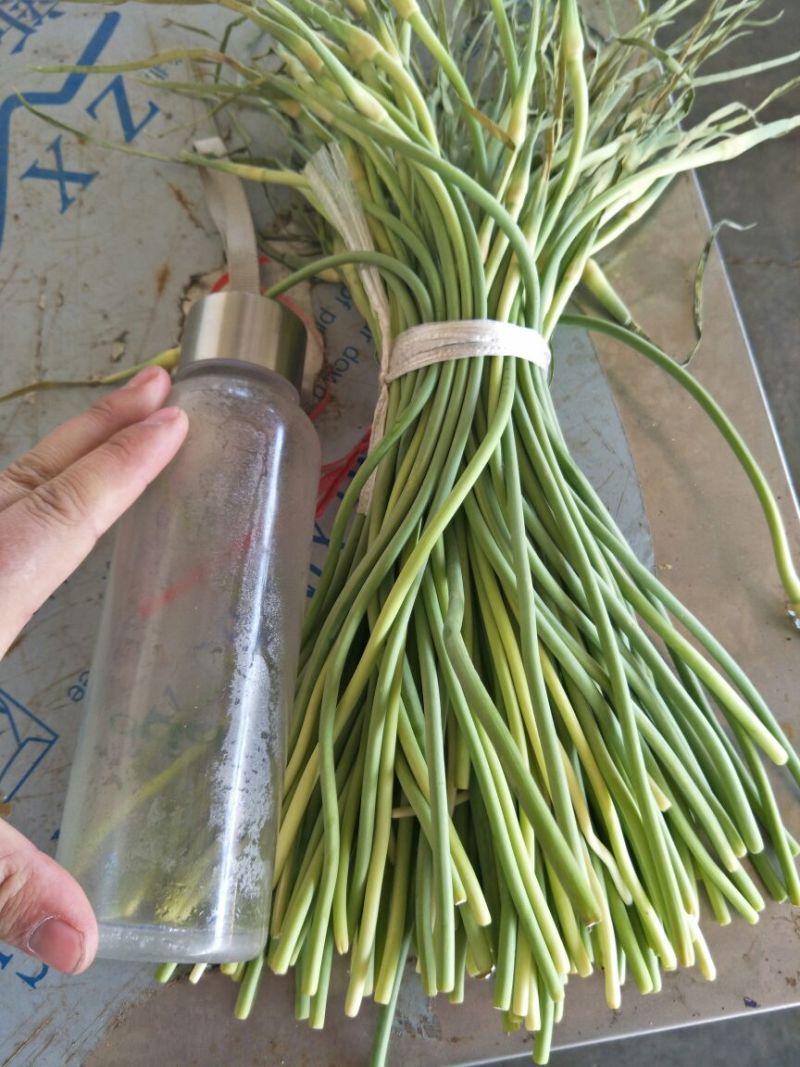 金乡红毛蒜薹50~60厘米一亩田推荐优质供应商