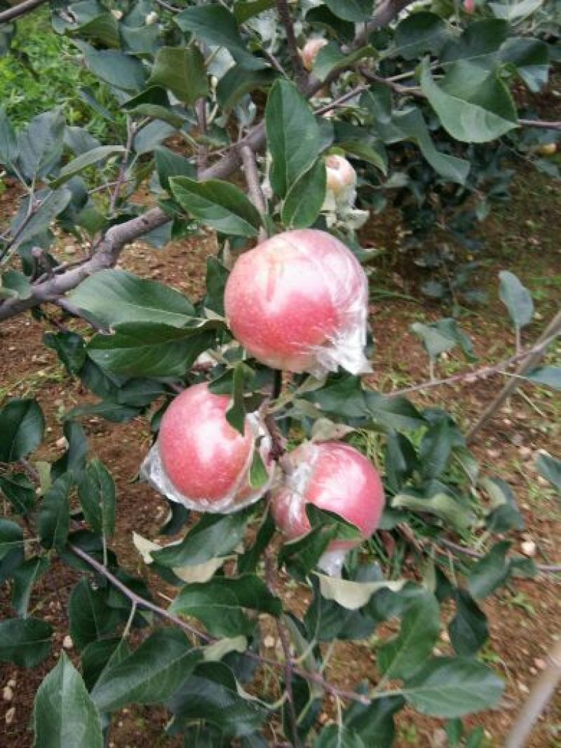 美八苹果膜袋