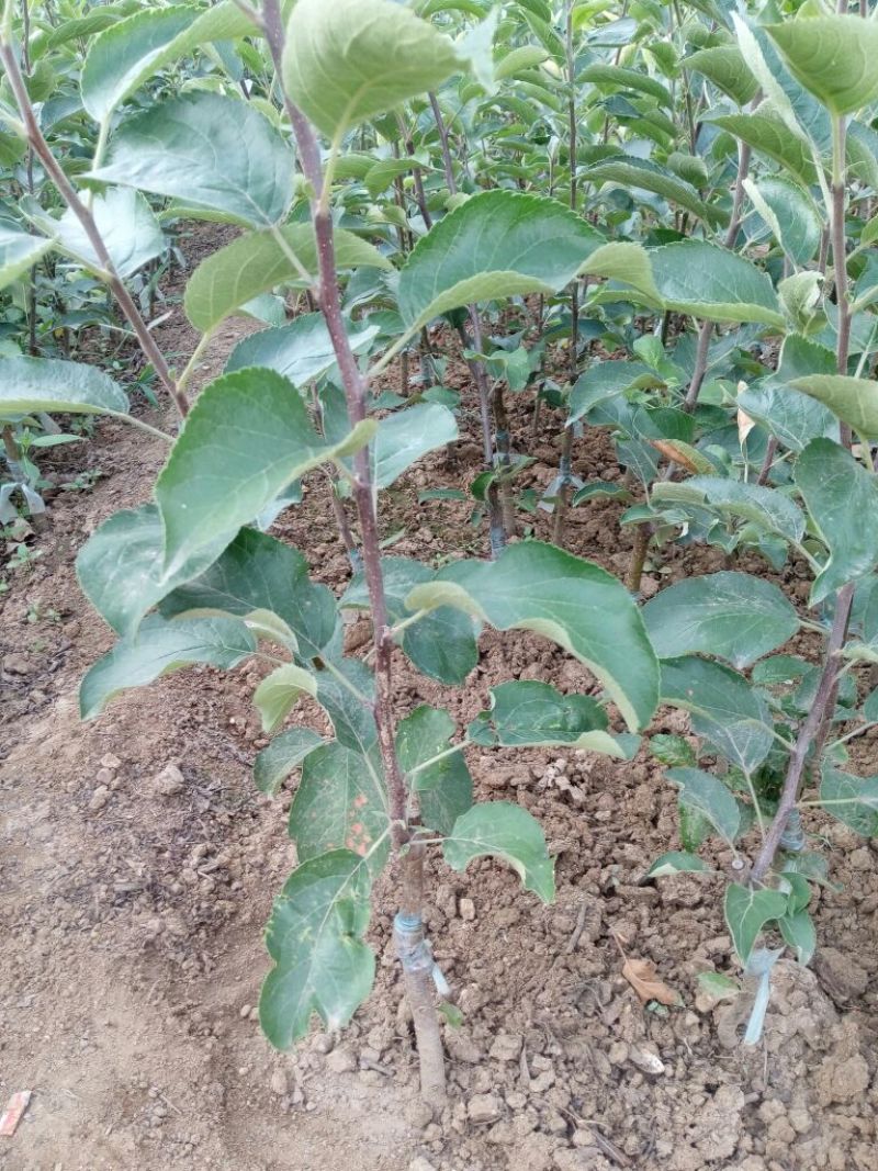 苹果树苗嫁接富士一年苹果苗价格根系发达成活率高