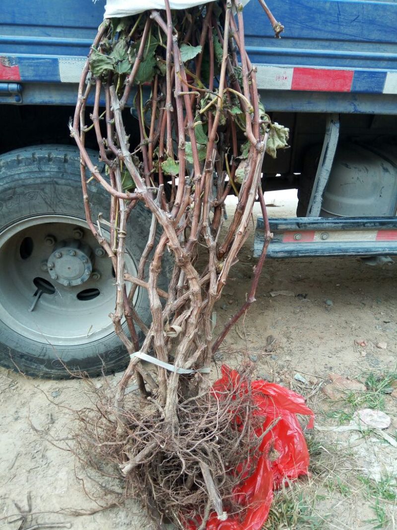 巨峰葡萄苗3年80~110cm