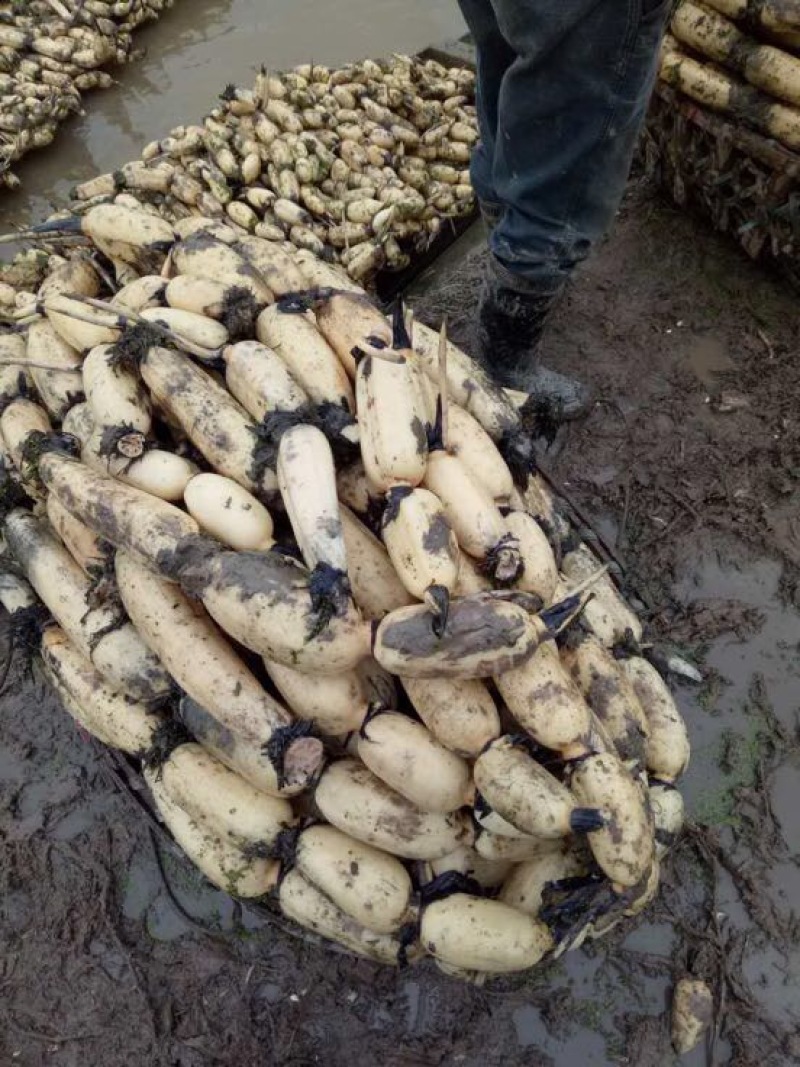 【优选】莲藕产地湖北荆州洪湖市合作社供应质量保证