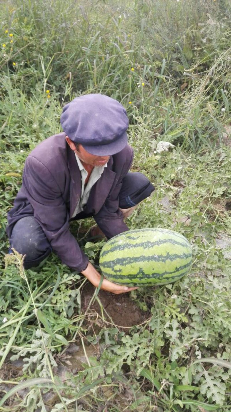 安农二号西瓜，新疆西瓜，阿克苏西瓜