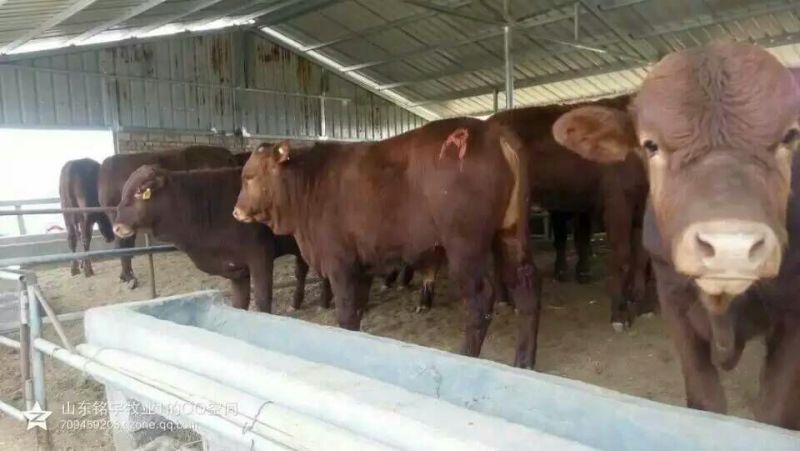 肉驴