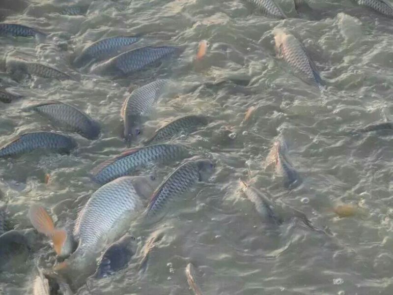 锦鲤食用1~2公斤