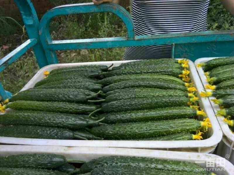 密刺黄瓜鲜花带刺25公分以上