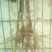 油牡丹苗20~30cm