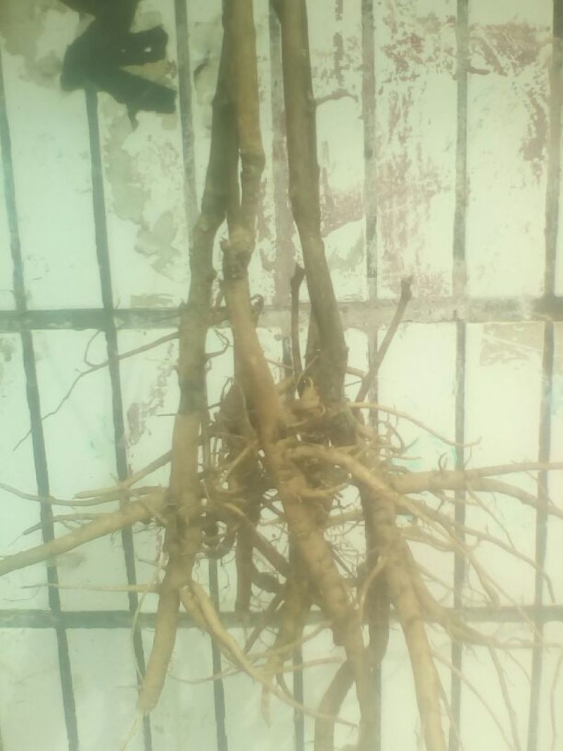 油牡丹苗20~30cm