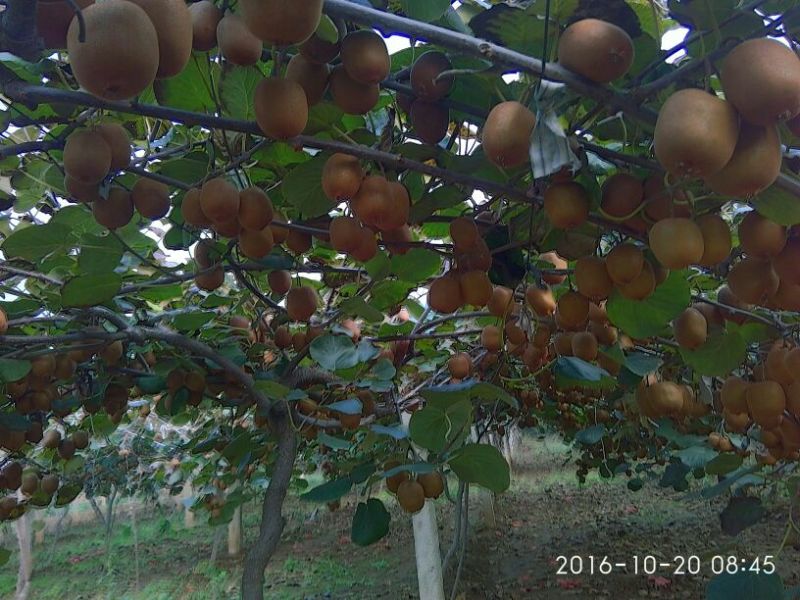 陕西宝鸡眉县太白山下奇异果猕猴桃)质量上乘有意电询