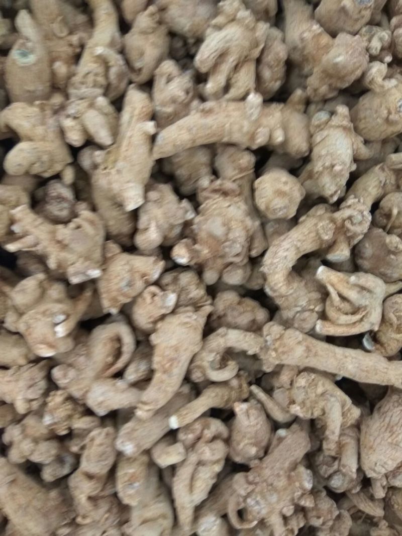 当季新货三七各种规格一手货源各种药材