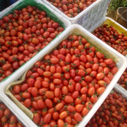 河南濮阳市濮阳县圣女果 15克以上批发_张彩芝