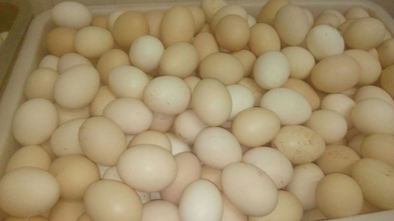 土鸡蛋食用50g以下
