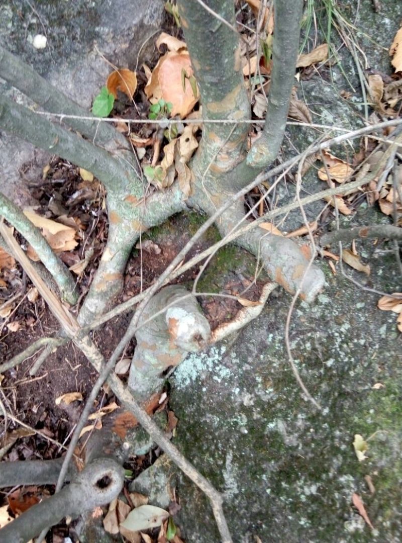 小叶榆树18~20cm4~6cm0.5~1m