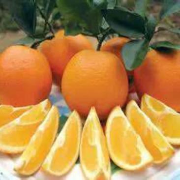脐橙产地直供，品质保证，量大从优，欢迎看货咨询